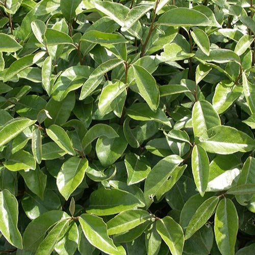  Eleagnus