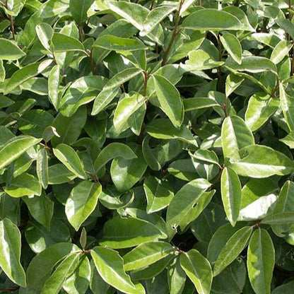  Eleagnus