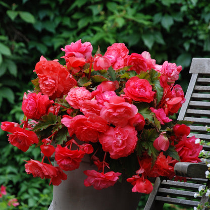  5 Bégonias Retombants Parfumés Pink Delight