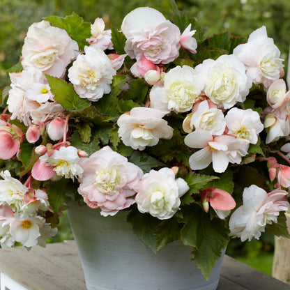  5 Bégonias Parfumés Angélique