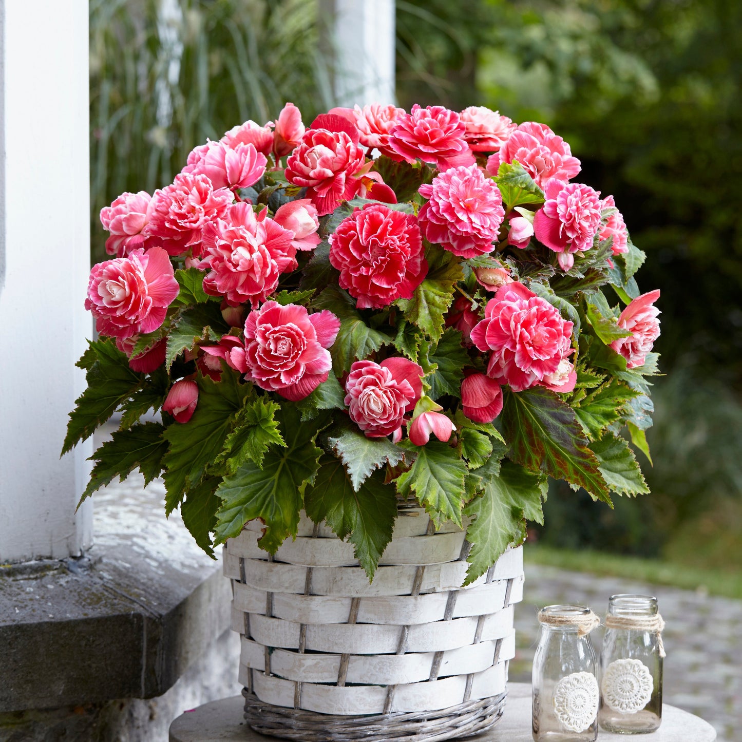  5 Bégonias à Fleurs De Camélia