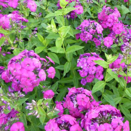  3 Phlox Paniculé The King