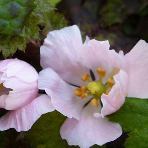  Podophylle Pelté