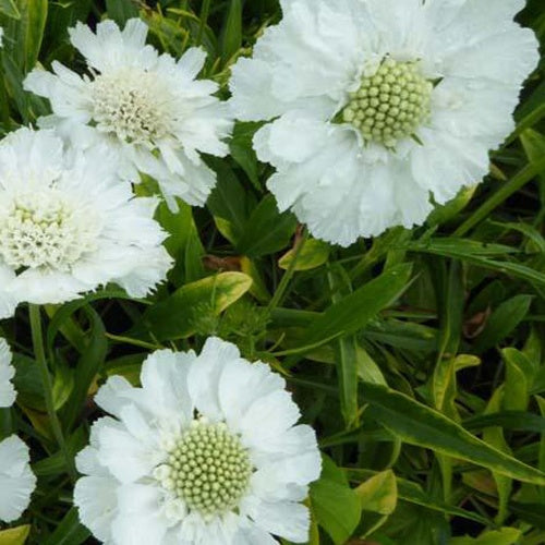  3 Scabieuse Du Caucase Blanche