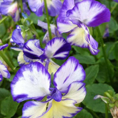  3 Violettes Cornue Rebecca
