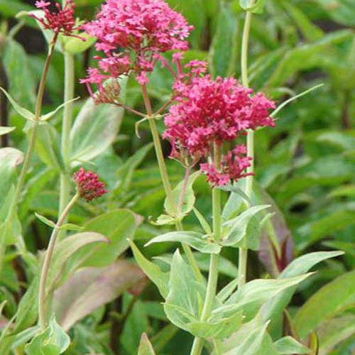  3 Valérianes Rouges