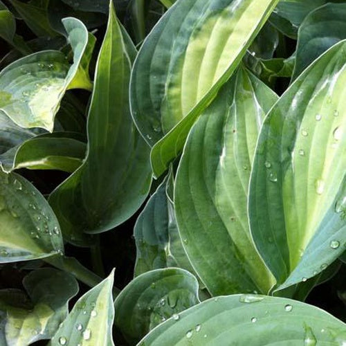  Hosta Striptease