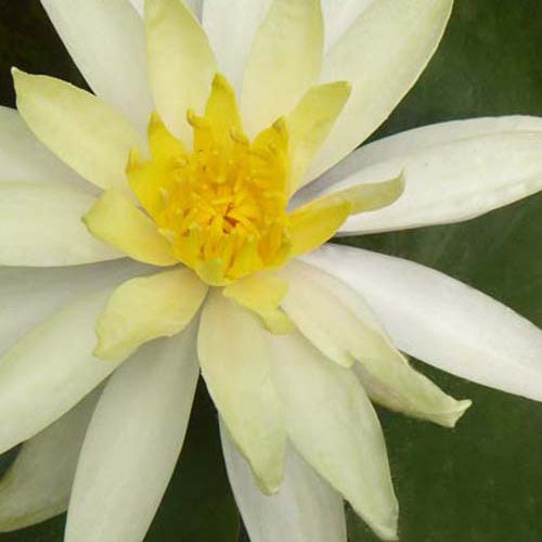  Nénuphar Odorant Sulphurea