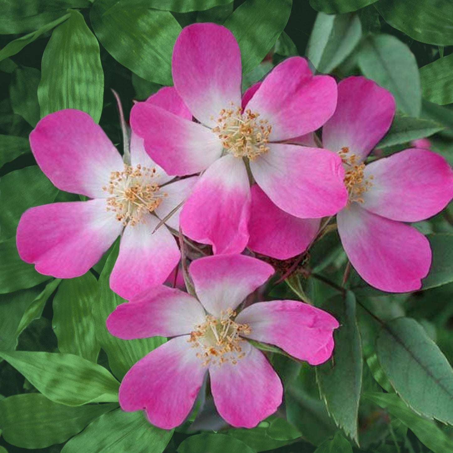  Rosier Glauca
