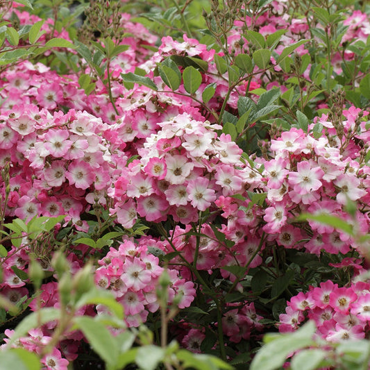  Rosier Ballerina