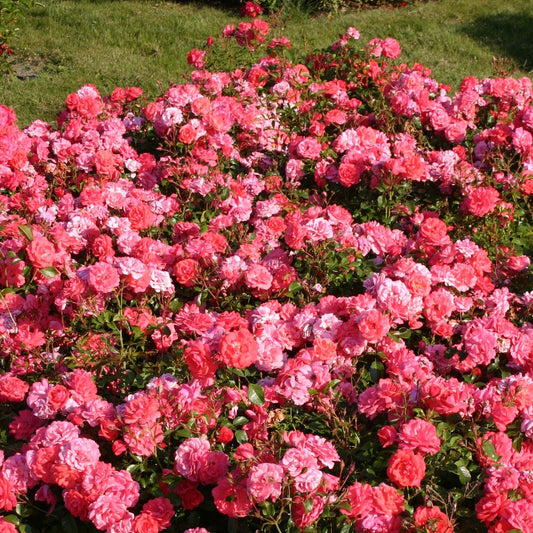  Rosier Bonapart ®