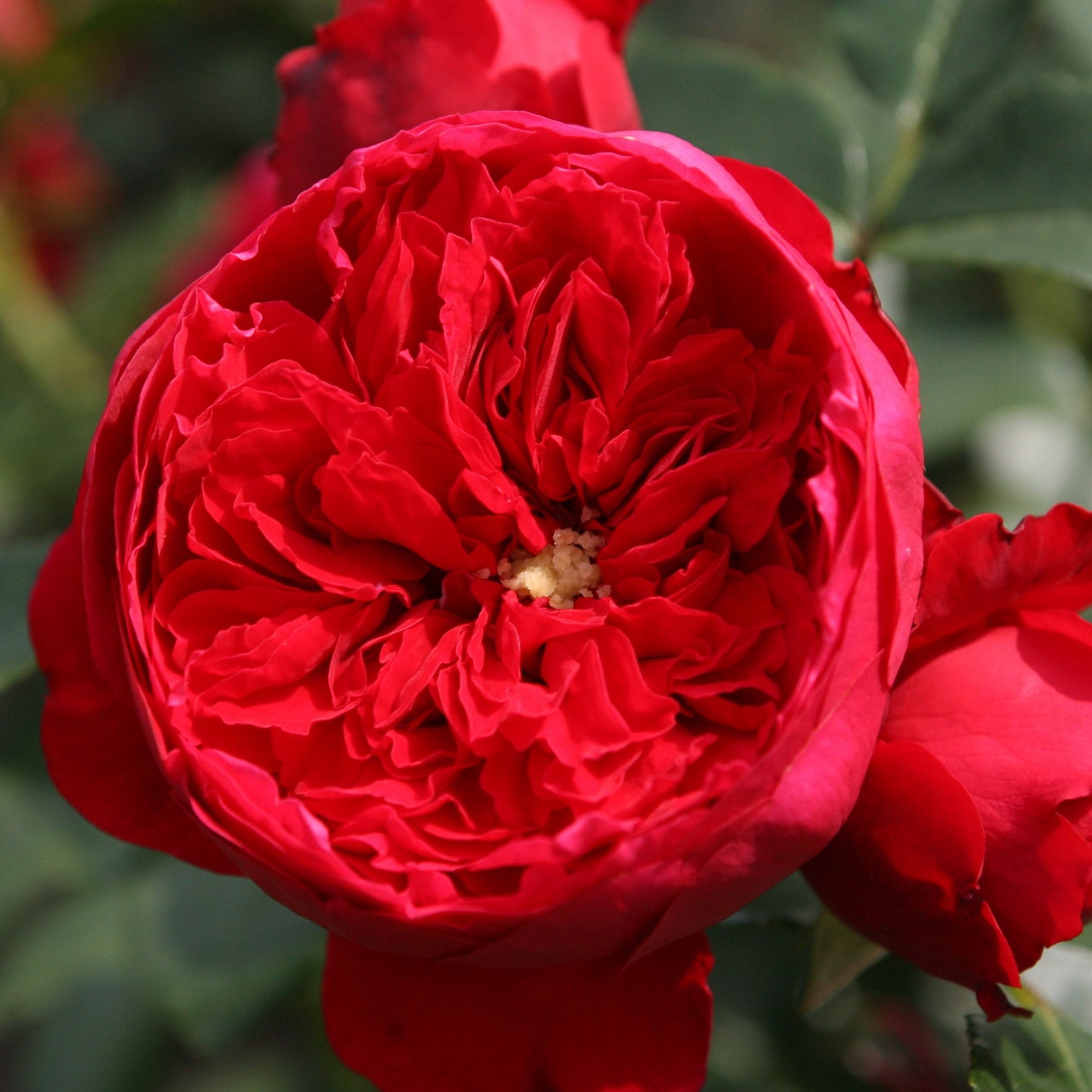  Rosier Grimpant Florentina ®