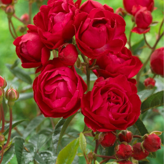  Rosier Fête Des Mères