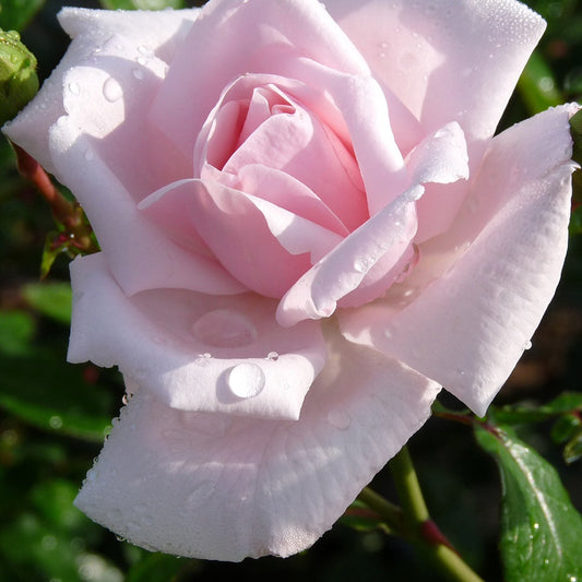  Rosier Grimpant New Dawn
