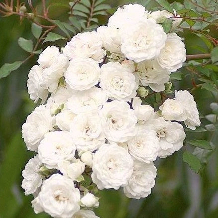  Rosier Crystal Fairy ®