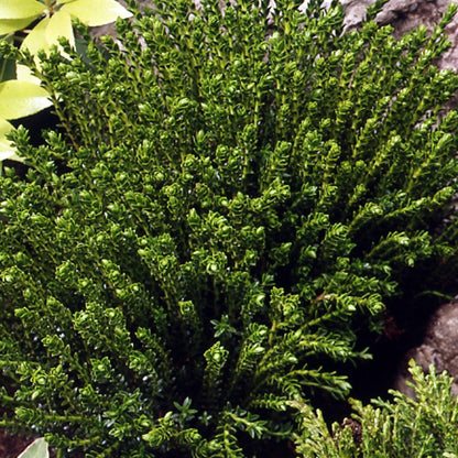  Hebe Emerald Green