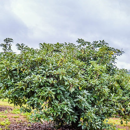  Avocatier 'Hass'